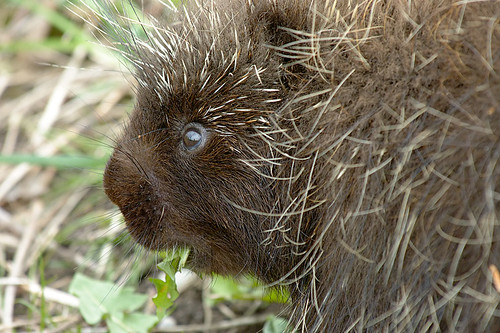 ontario canada animal mammal dandelion creature porcupine cataract forksofthecredit caledon 70200mmf28gvr erethizondorsatum