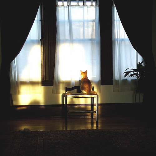 usa sun sunlight window boston cat sunrise curtains bos 20070205usa