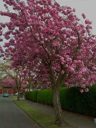 pink cherry spring blossom bloom cherryblossom cherrytree firsttheearth englandenglandlancahsirespringspringtimebloomengland