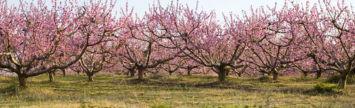 geotagged blossoms southcarolina peach orchard geo:lat=34902421 geo:lon=82145655