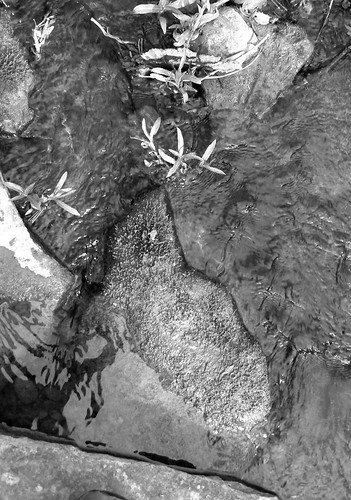 blackandwhite bw plants wet water creek spring rocks stream alabama brook flowing tennesseevalley cullman tributary alabadrock cullmancountyalabama wihites alalto