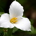 white trillium flower    MG 1890