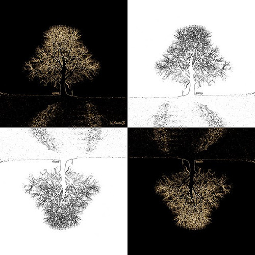 white black tree germany geotagged grey mosaic xenonb linde limetree niedersachsen blueribbonwinner aplusphoto utata:enddesc= utataopposites geo:lat=51411226 geo:lon=974056