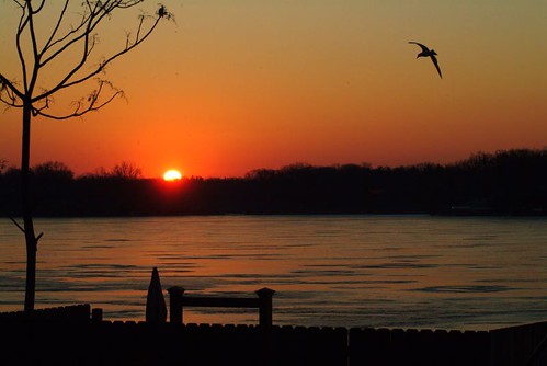 bird ice home sunrise salvan supershot flickrsbest lakedecatur