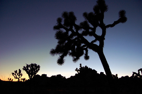 california blue trees sunset silhouette night lens u2 twilight nikon purple desert joshua dusk kit np joshuatreenationalpark d40 interestingness500 i500