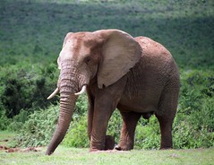 Addo Elephant National Park trip planner