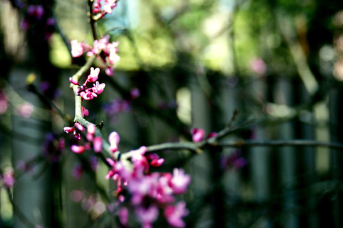 pink flowers tree green female spring purple gray bloom teenager