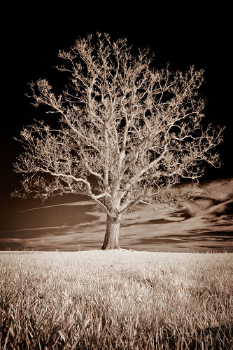 blackandwhite bw tree landscape ir infrared lone portfolio lonetree ir10d