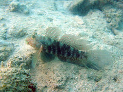 Frill-fin Goby