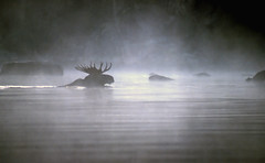 mystical moose