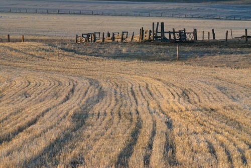 wood sunset canada calgary field grass fence nikon farm wheat tracks sigma alberta 50500 prairie