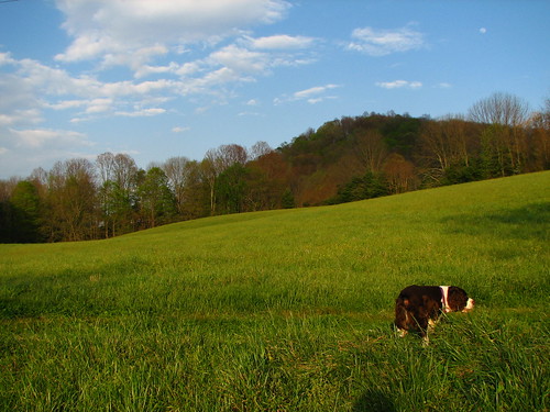 dogs landscape wortroot