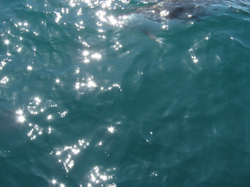 Dolphins playing with the bow of the boat