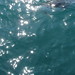 Dolphins playing with the bow of the boat