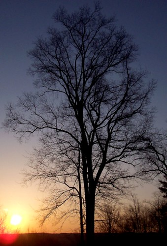 trees sky sun color nature silhouette sunrise