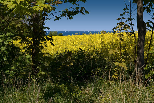 blue sea sky green field yellow rural bush rape idyllic rapefield