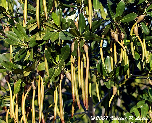 Red Mangrove Showing Propagules