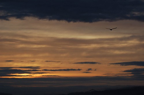 morning sky bird oregon sunrise river gold dawn golden flying flight columbia columbiariver clatsopcounty