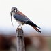 Falco sparverius - Photo (c) Lip Kee, algunos derechos reservados (CC BY-SA)