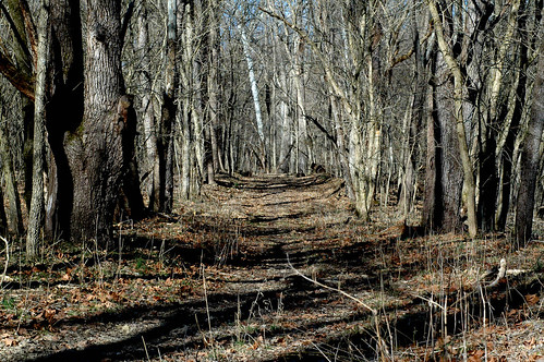 autumn trees fall abandoned overgrown forest woods alone hidden forgotten derelict boone disuse forlorn foresaken dinsmore