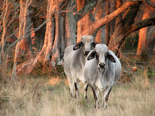 trees light sunset interestingness cows moo explore bovine brahman i500