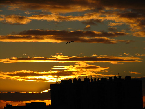 sunset building clouds soleil marseille seagull gull coucher nuages bâtiment mouette
