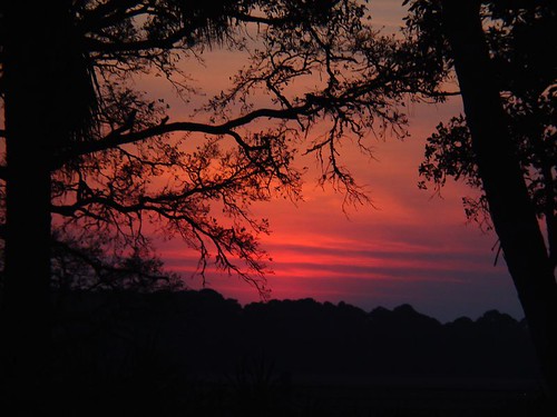sunset tree silhouette southcarolina frippisland