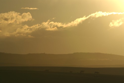 sunset sky canada calgary yellow clouds gold cow nikon sigma hills safari alberta 50500 prairie