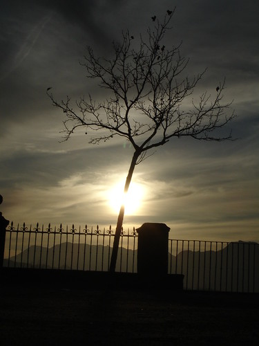winter sunset tree silhouette spain andalucia ronda