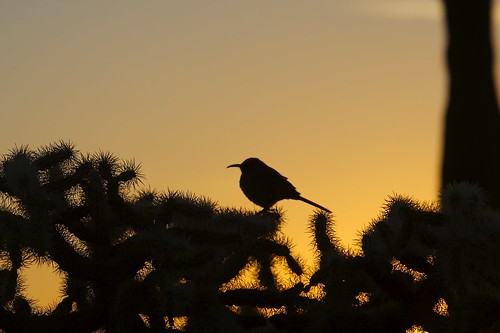 day2 cactus bird sunrise desert cactuswren springbreak07 organpipecactusnm