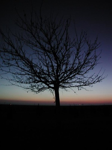 black tree 2004 sunrise branch texas horizon silouette