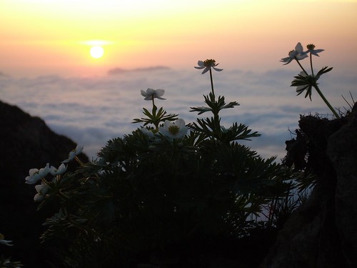 cloud mountain flower japan sunrise hakuba nagano happo cloudsea karamatsu 八方尾根