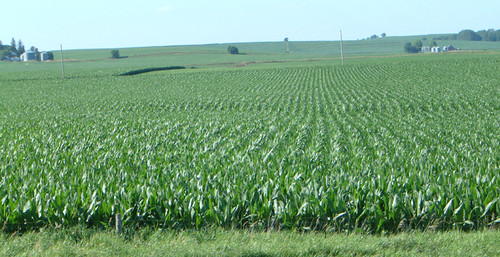 geotagged geolat41497087 geolon95380522 i29 corn fourth july interstate iowa rows farm agriculture ag