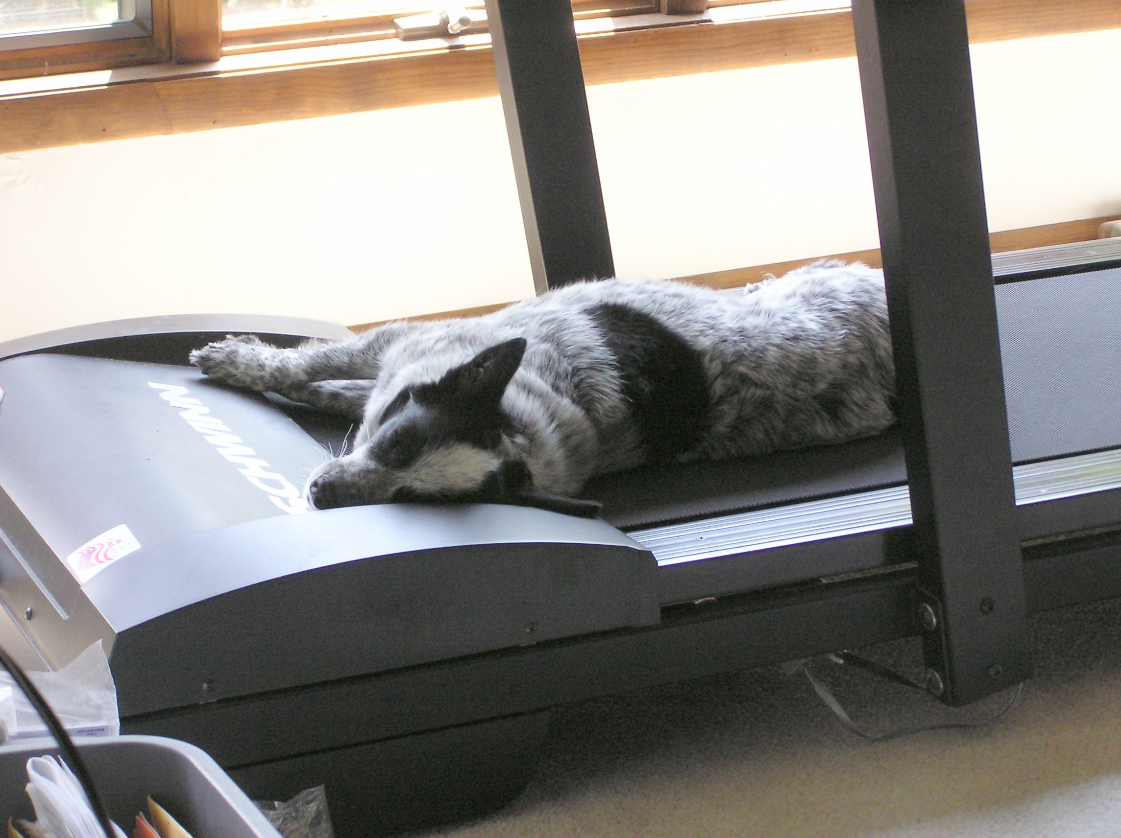 dog on treadmill | Flickr - Photo Sharing!