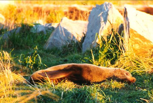 newzealand nature animal sunrise geotagged uninterestingness wildlife 1993 seal southisland kaikoura geolat42416645845511 geolon17368332984376