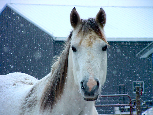 orangecounty indiana snow december 2005 white horse buddy beauty ilovenature interestingness 100views 200views 300views 400views 500views 600views inho