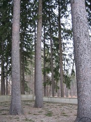 Norweigian Spruce