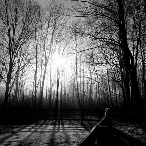 trees winter bw ny topv111 fog sunrise wow topv333 shadows deleteme10 4seasons