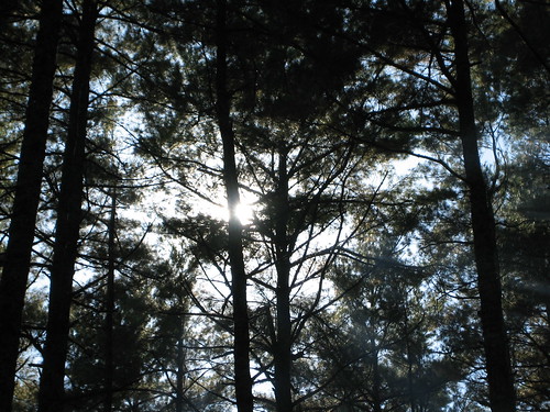 sun tree forest sunrise