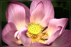Lotus Flower (2)