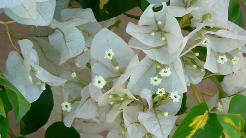 flora bougainvillea variegated nyctaginaceae bouganvila cultivar cherei booganbel baganbilas fouroclockfamily बूगनबेल booganvel बूगनवेल बुगनविला msalice kagithalapuvvu కాగితాలపువ్వు dv50