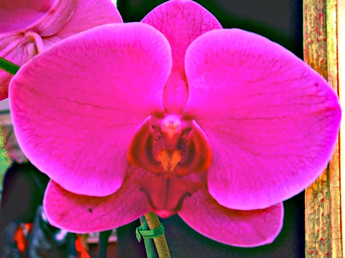 orchid flower blossom bloom orton
