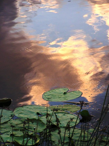 sunrise dawn pond australia queensland waterlillies sunshinecoast sippydowns