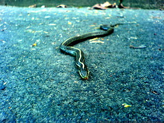 snake eating something   DSC00099 