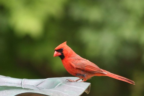 birds cardinal wildlife unaltered unature