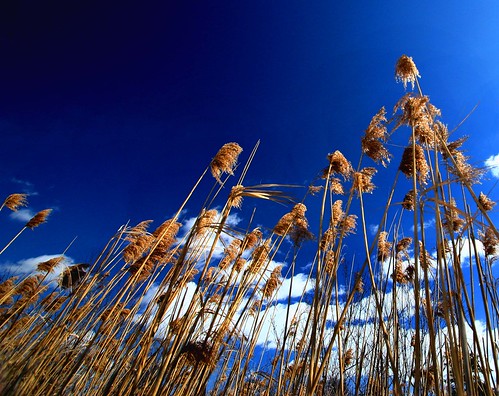 blue sky clouds weeds wind firstdayofspring
