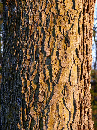 park sunset tree lumix nebraska panasonic lincoln lincolnnebraska fz50 pioneerspark dmcfz50