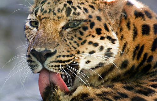 nature animals zoo interestingness leopard animalplanet amurleopard centralfloridazoo sigma70300mmapodgmacro animalkingdomelite pentaxk10d anawesomeshot