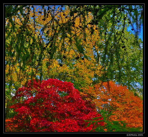 autumn trees fall leaves lumix fz20 colours arboretum panasonic westonbirt fabcap jkmedia n15c