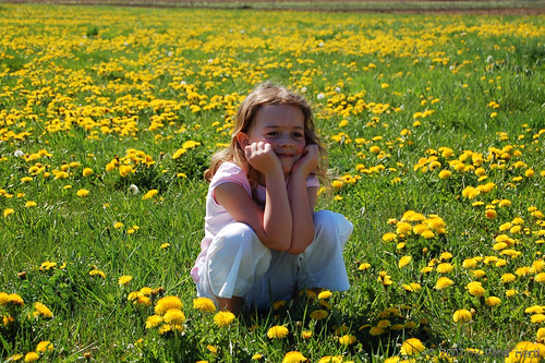 flowers sun flower green colors beauty grass sunshine yellow d50 catchycolors spring nikon child little smooth helluva hartp impressedbeauty hartp94315